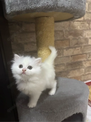 Kitten Suchen Zuhause 