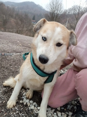 Honey (geb. ca. 2022) lebt im Tierheim in Bosnien und sucht ein Zuhause Bild 5