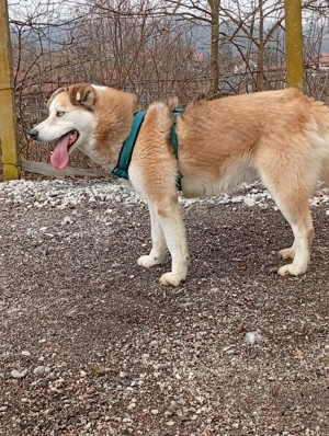 Honey (geb. ca. 2022) lebt im Tierheim in Bosnien und sucht ein Zuhause Bild 8