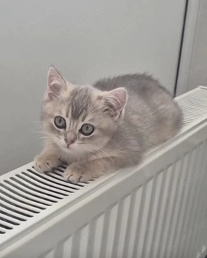 BKH Kitten Kater 10 Wochen alt