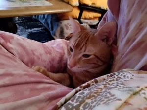 Wunderschöner roter Kater 