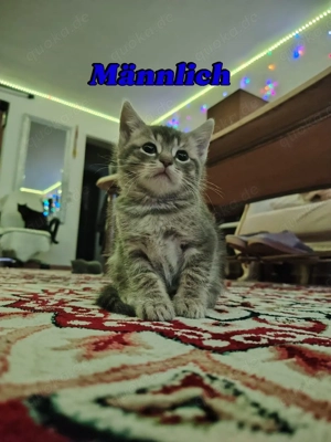 Katern suchen zuhause