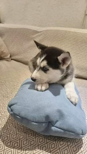Sibirische Husky Welpen 1 Weibchen 