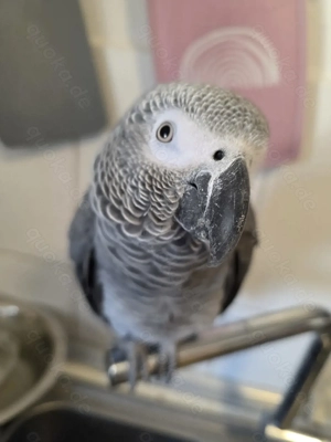 Handzahmen Graupapagei Männlein gesucht