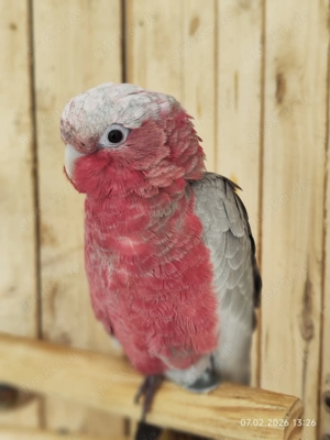 Suche Rosakakadu Weibchen 