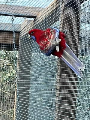 Pennantsittich Bild 2