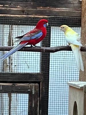 Pennantsittich Bild 6