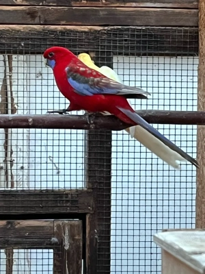 Pennantsittich Bild 5