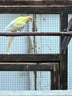 Pennantsittich Bild 3