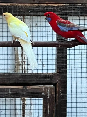 Pennantsittich Bild 4