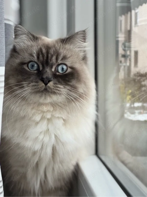 Ragdoll Kater