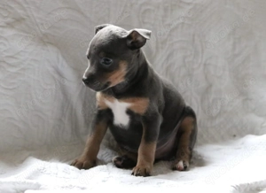 Süsse Terrier Welpen 