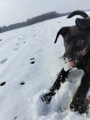 Welpe Kurzhaar Bracke Mix Rüde