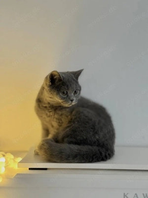 blh, bkh kitten kater und Mädel Bild 2