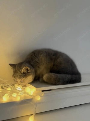 blh, bkh kitten kater und Mädel Bild 4