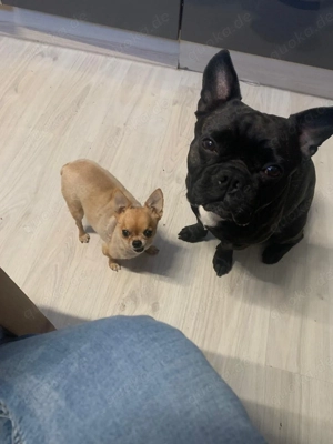 Deckrüde Französisch Bulldogge  Bild 2