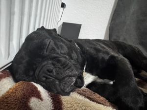 Deckrüde Französisch Bulldogge  Bild 3
