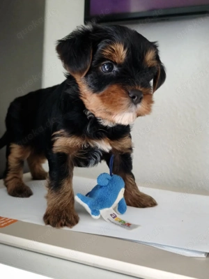 Der Junge ist bereit für ein neues Zuhause.