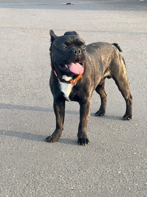 Deckrüde Französisch Bulldogge  Bild 4