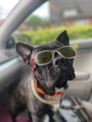 Deckrüde Französisch Bulldogge 