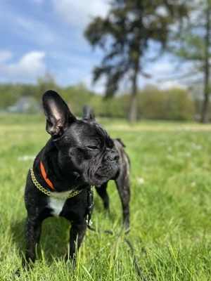Deckrüde Französisch Bulldogge  Bild 6