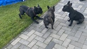 Deckrüde Französisch Bulldogge  Bild 5
