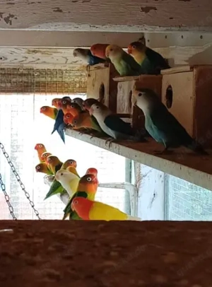 Zu Verkaufen: AB 30  je nach Art. Rosenköpchen, Pfirsichköpfchen