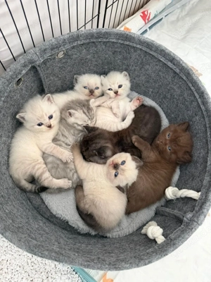  Britisch Kurzhaar Kitten abzugeben   7 Babys 