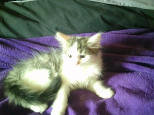 5 Katzenbabys  12 Wochen suchen zu Hause