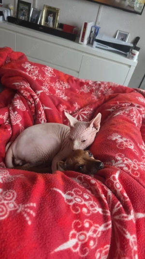 Sphynx kater in Liebe volle Hände abzugeben