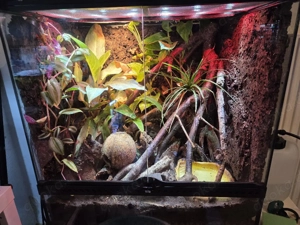 Exo Terra 60x45x60 inkl Besatz