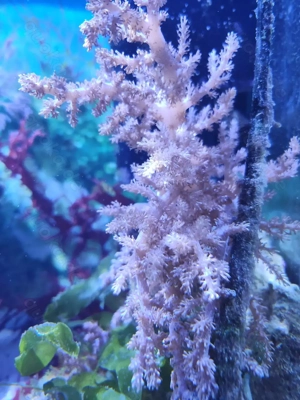 Meerwasser Koralle Lithophyton Ableger