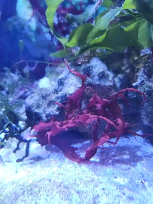 Meerwasser Makroalgen, höhere Algen abzugeben