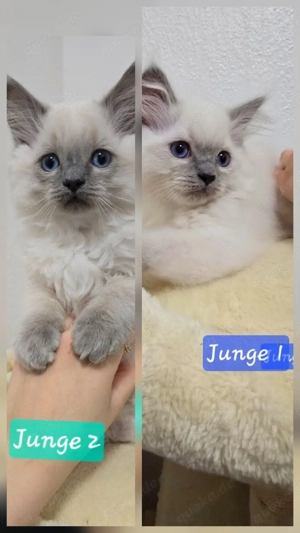 wunderschöner Blue point Ragdoll Kitten 