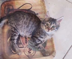 Kätzchen aus dem Tierschutz