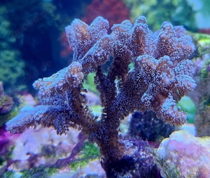 Meerwasser Seriatopora weiß silber Ableger