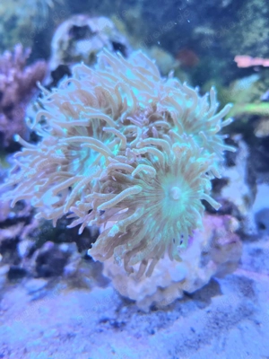 Meerwasser Bartkoralle Ableger 