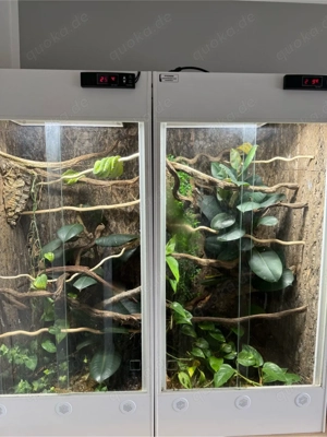 Hochwertige Kunststoff-Terrarien inkl. 3 Baumschlangen & kompletter Einrichtung   Plug and Play