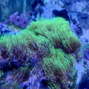 Meerwasser Affenhaar Briareum sp. Green Bild 2