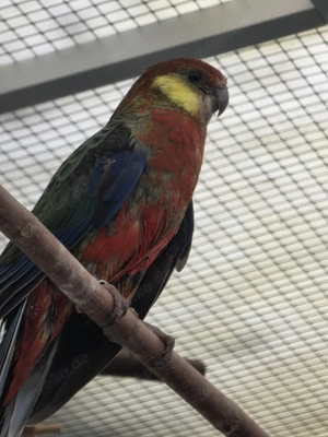 Verkaufe Stanleysittich - Henne 