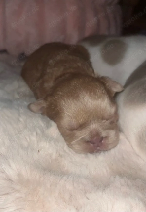 Französische Bulldoggen Welpen - typvoll