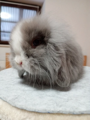 Minilop Zwergwidder - Lionlop und Englische Angora Häschen  suchen dich...