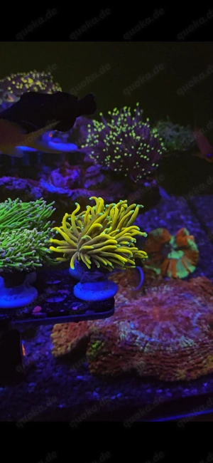 Euphyllia glabrescens Banana