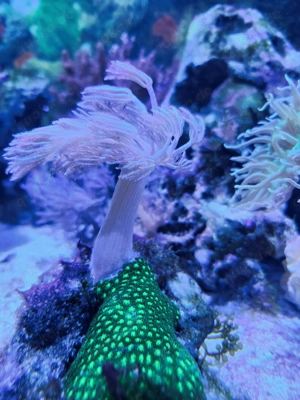 Meerwasser Rarität Kugelkopf Xenia bläulich