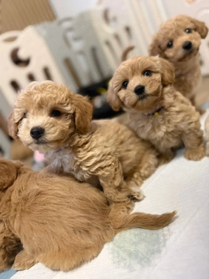 F1 Maltipoo Welpen suchen ihre Familien Pudel Malteser Mix