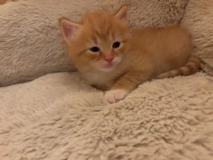 Sibirische Katzen Babys 