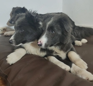 Australian Shepherd Welpen suchen ihr zukünftiges Rudel