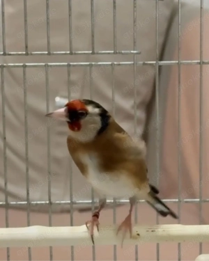 Steglitz Goldfish Männlich  