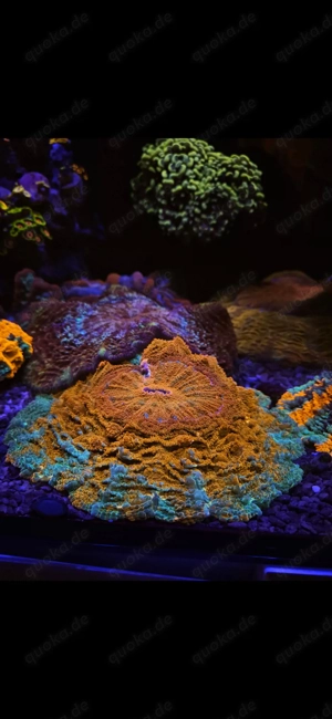 Acanthophyllia Gold-Green,Rarität