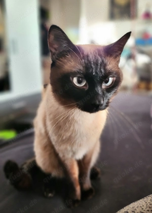 Deckkater Traditionelle Siamkatze Bild 4